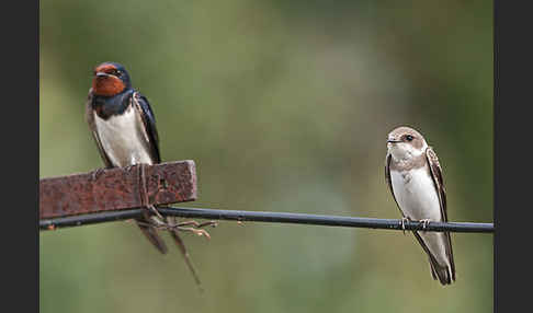 Rauchschwalbe (Hirundo rustica)