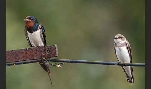 Rauchschwalbe (Hirundo rustica)