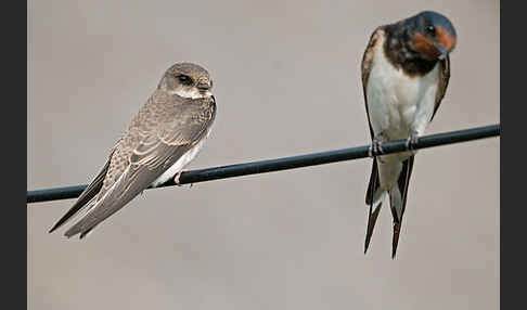 Rauchschwalbe (Hirundo rustica)