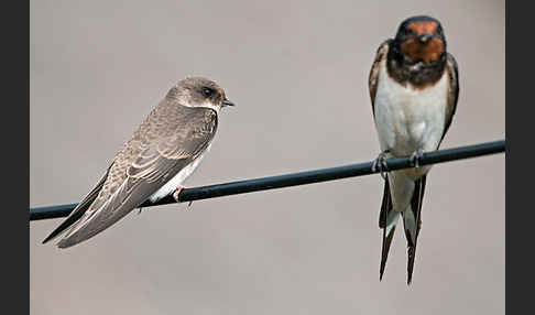 Rauchschwalbe (Hirundo rustica)