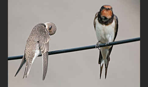 Rauchschwalbe (Hirundo rustica)