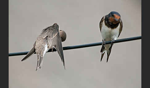 Rauchschwalbe (Hirundo rustica)