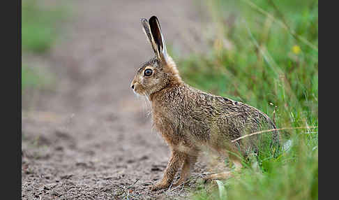 Feldhase (Lepus europaeus)