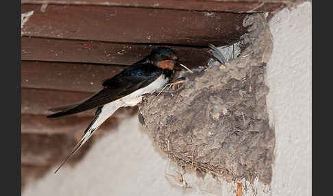 Rauchschwalbe (Hirundo rustica)