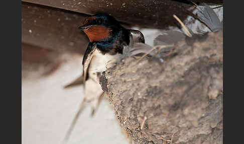 Rauchschwalbe (Hirundo rustica)