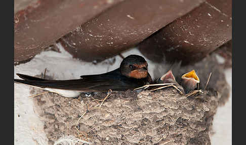 Rauchschwalbe (Hirundo rustica)