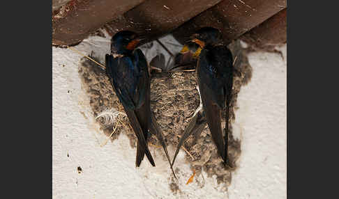 Rauchschwalbe (Hirundo rustica)