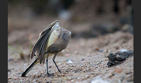 Wiesenschafstelze (Motacilla flava)