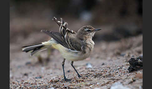 Wiesenschafstelze (Motacilla flava)