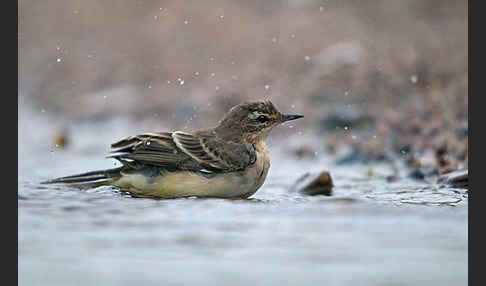 Wiesenschafstelze (Motacilla flava)