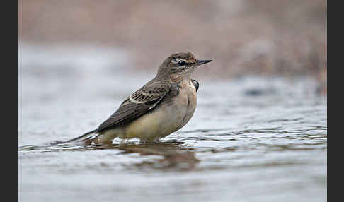 Wiesenschafstelze (Motacilla flava)