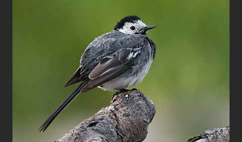 Bachstelze (Motacilla alba)