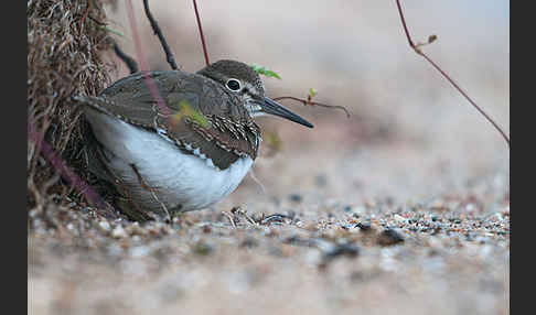 Flußuferläufer (Actitis hypoleucos)