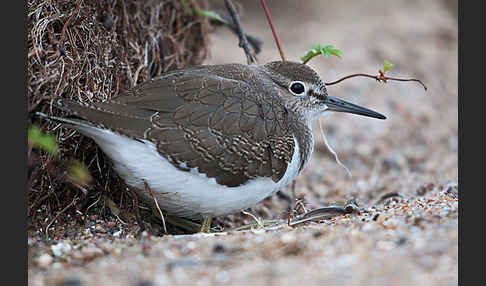 Flußuferläufer (Actitis hypoleucos)