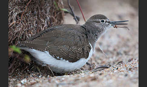 Flußuferläufer (Actitis hypoleucos)