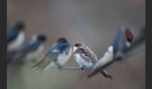 Rauchschwalbe (Hirundo rustica)