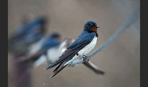 Rauchschwalbe (Hirundo rustica)