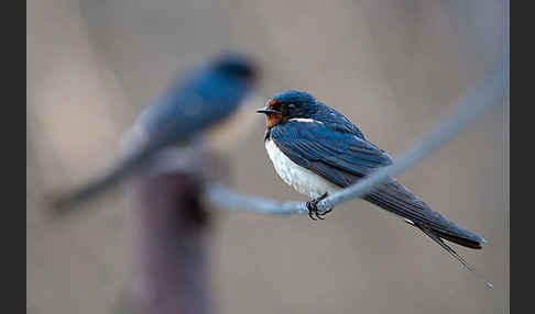 Rauchschwalbe (Hirundo rustica)