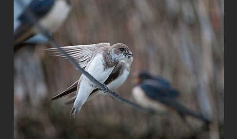 Rauchschwalbe (Hirundo rustica)