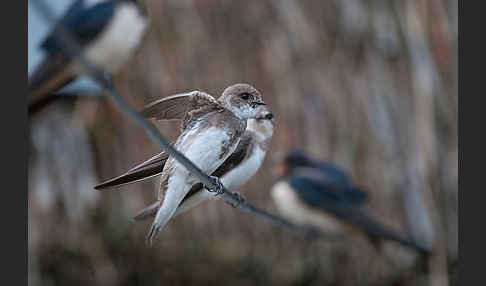 Rauchschwalbe (Hirundo rustica)