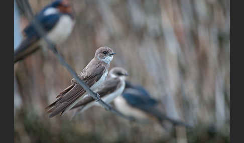 Rauchschwalbe (Hirundo rustica)