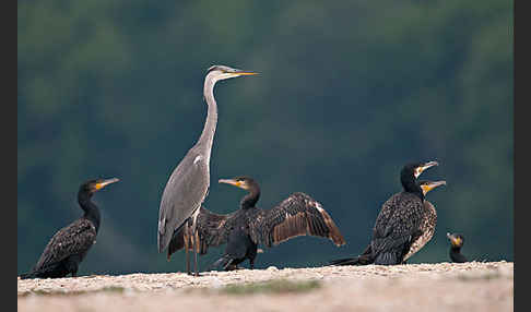 Graureiher (Ardea cinerea)