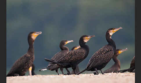 Kormoran (Phalacrocorax carbo)