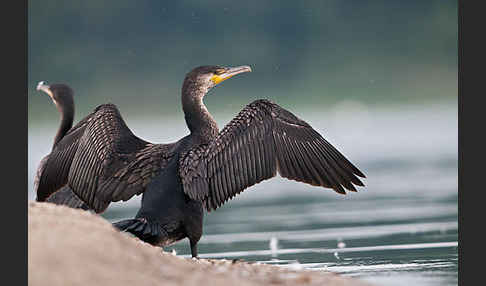 Kormoran (Phalacrocorax carbo)