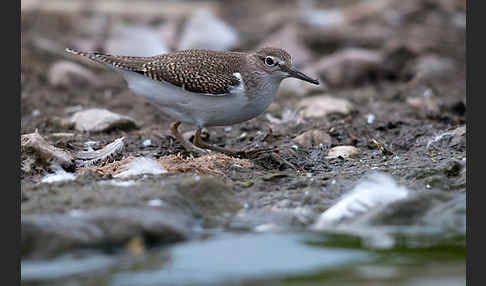 Flußuferläufer (Actitis hypoleucos)