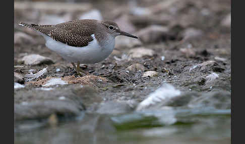 Flußuferläufer (Actitis hypoleucos)