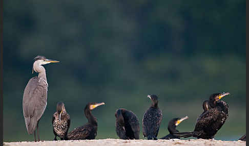 Graureiher (Ardea cinerea)