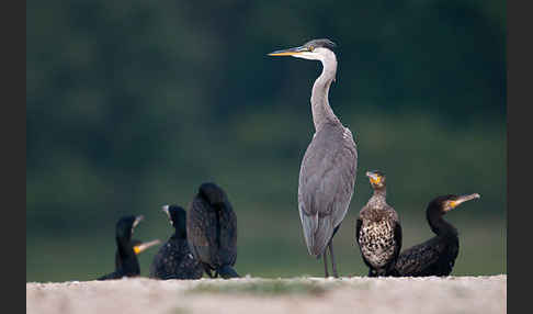 Graureiher (Ardea cinerea)