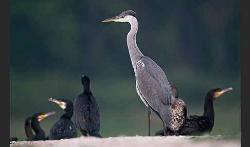 Graureiher (Ardea cinerea)