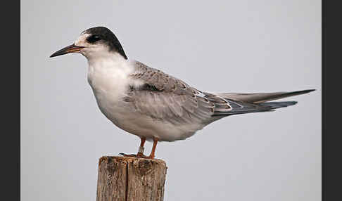 Flußseeschwalbe (Sterna hirundo)