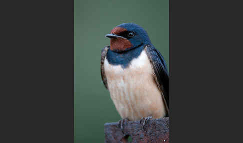 Rauchschwalbe (Hirundo rustica)