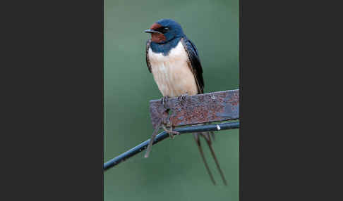 Rauchschwalbe (Hirundo rustica)