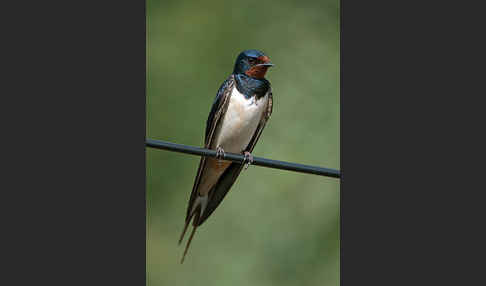 Rauchschwalbe (Hirundo rustica)