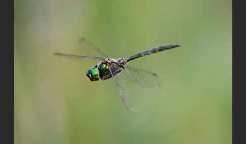 Gefleckte Smaragdlibelle (Somatochlora flavomaculata)