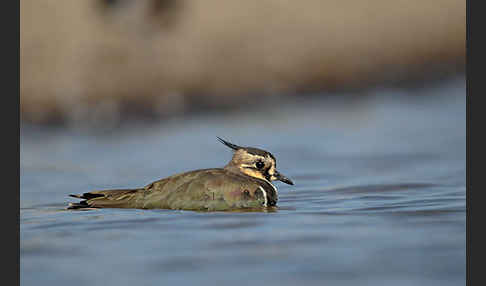 Kiebitz (Vanellus vanellus)