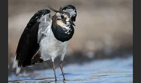 Kiebitz (Vanellus vanellus)