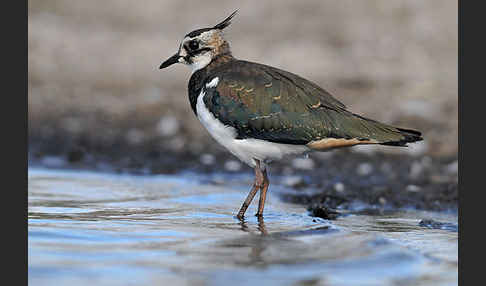 Kiebitz (Vanellus vanellus)