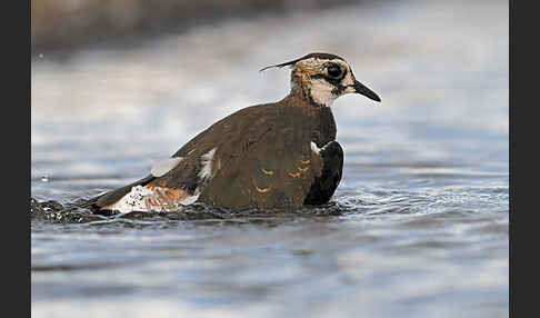 Kiebitz (Vanellus vanellus)