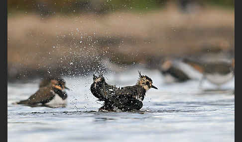 Kiebitz (Vanellus vanellus)