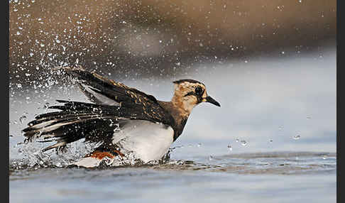 Kiebitz (Vanellus vanellus)