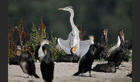 Graureiher (Ardea cinerea)