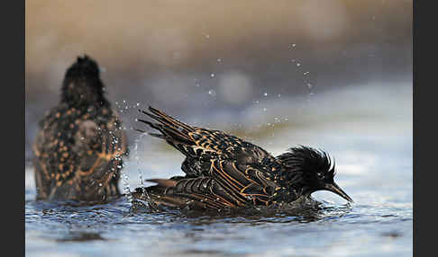 Star (Sturnus vulgaris)