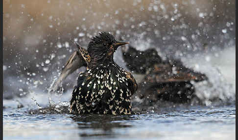 Star (Sturnus vulgaris)