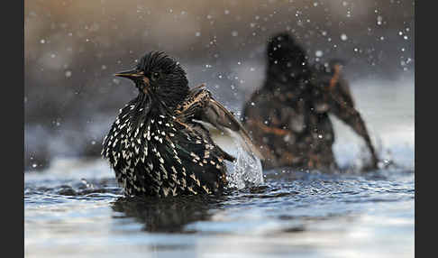 Star (Sturnus vulgaris)