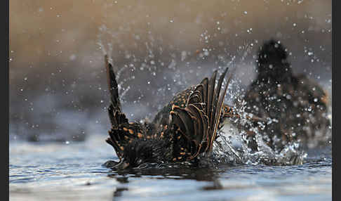 Star (Sturnus vulgaris)