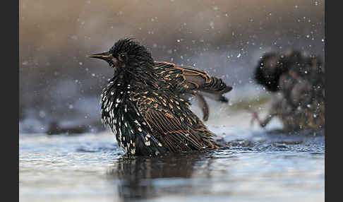 Star (Sturnus vulgaris)